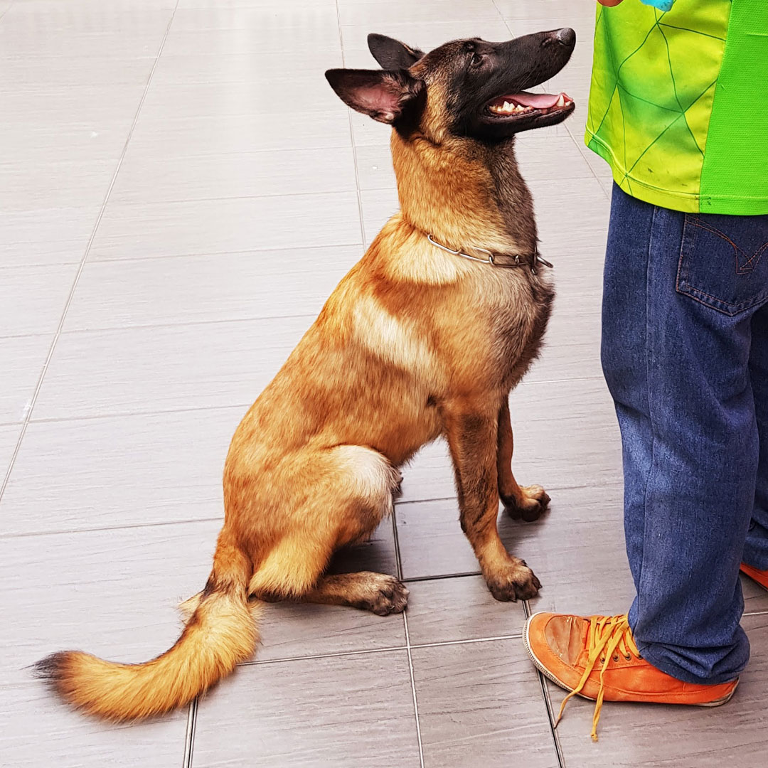 Trained guard protection dog