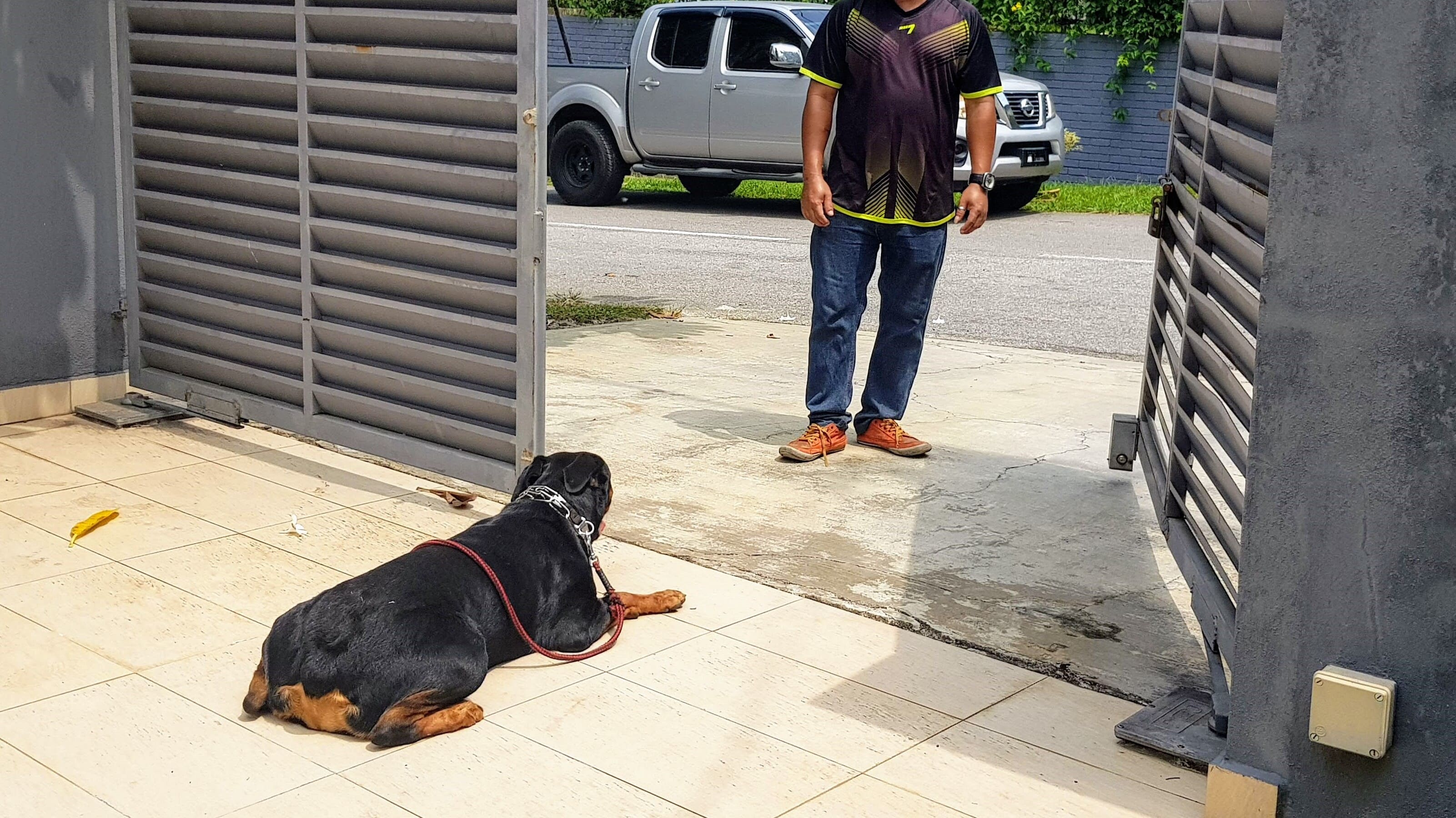 Home protection dog