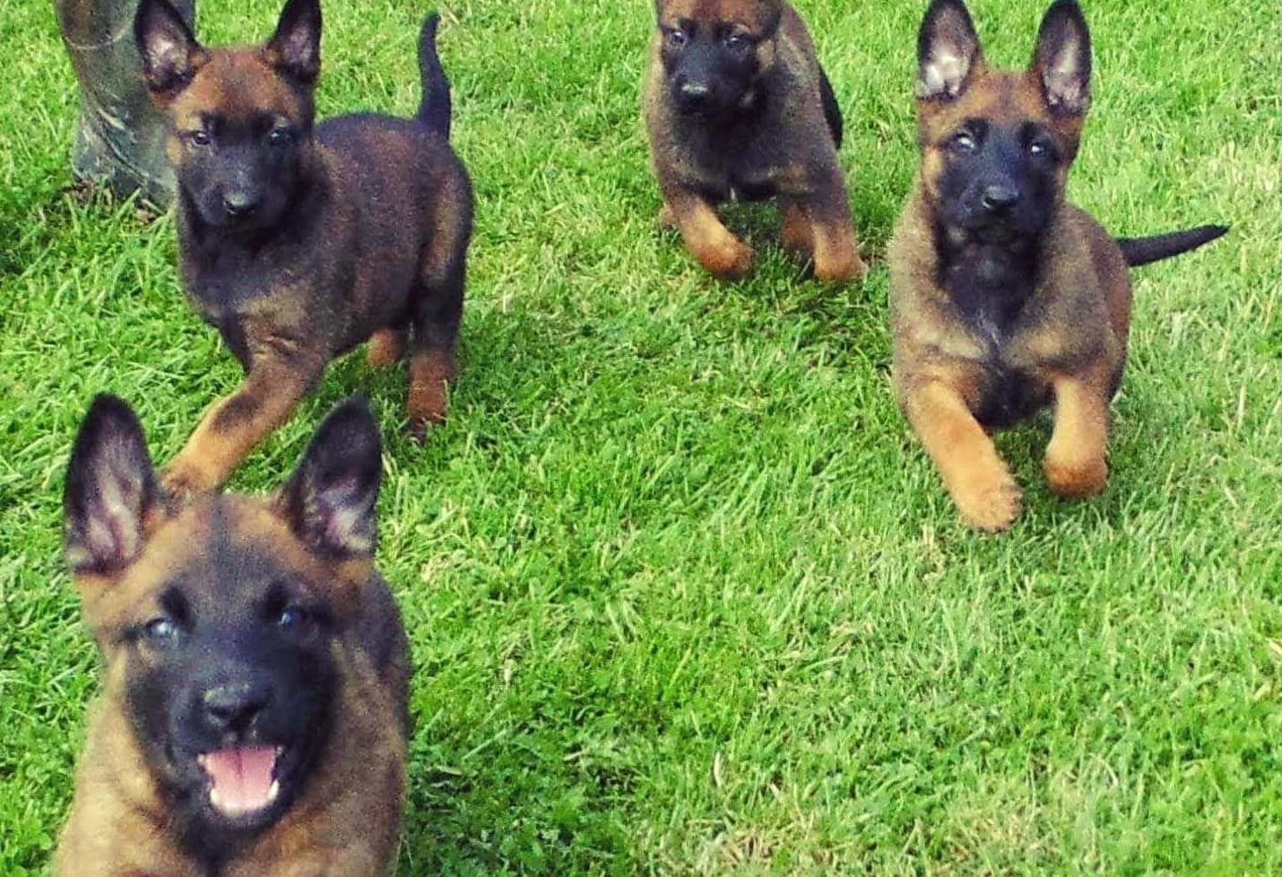 Puppies running