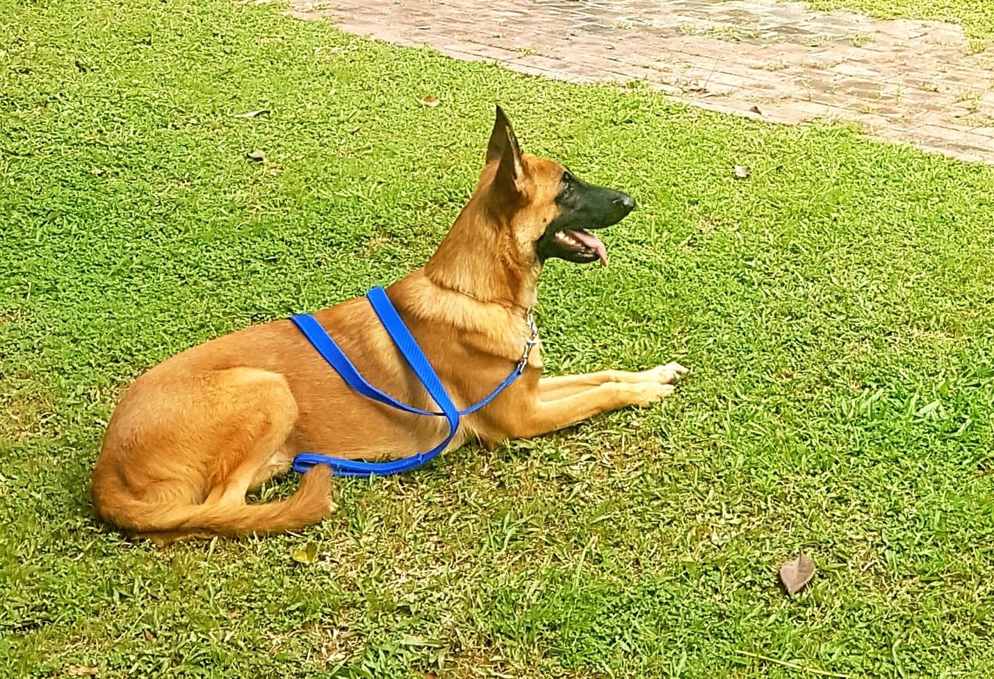 Protection dog sitting on grass