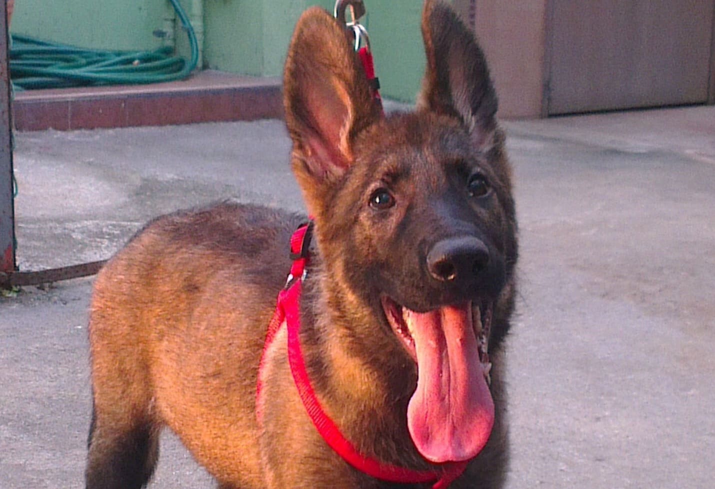 Fully trained puppy
