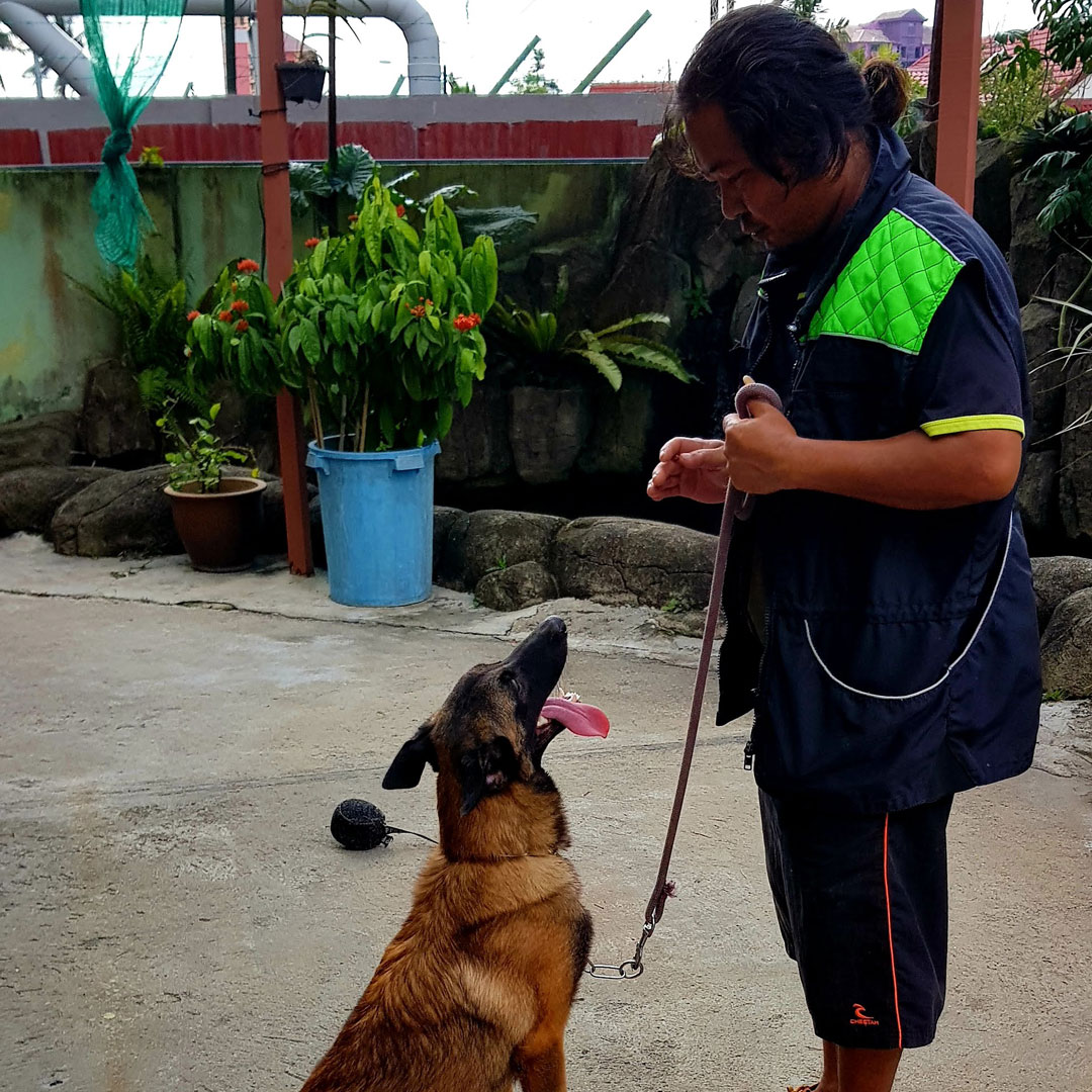 Choose The Right Dog For You