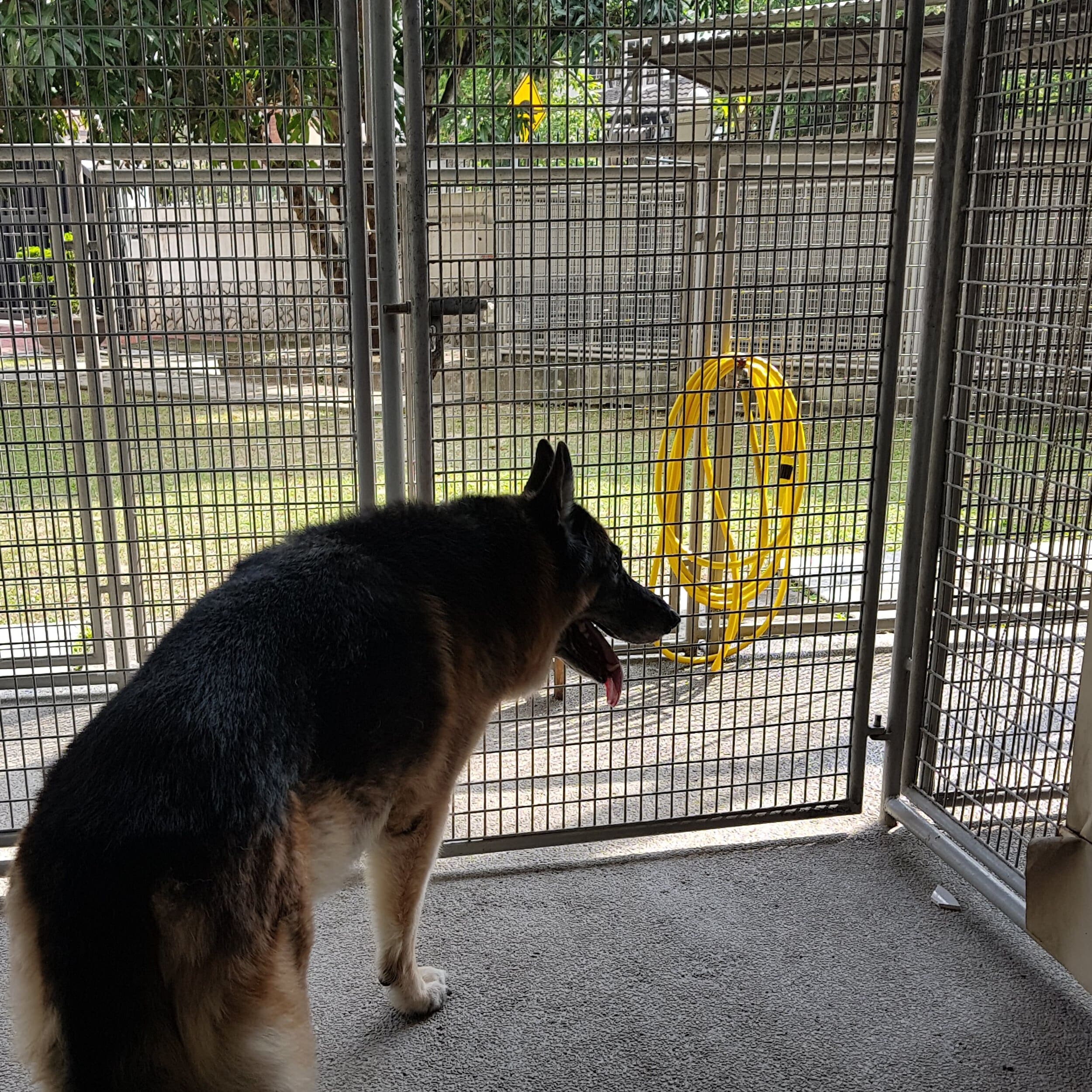 Dog borading services