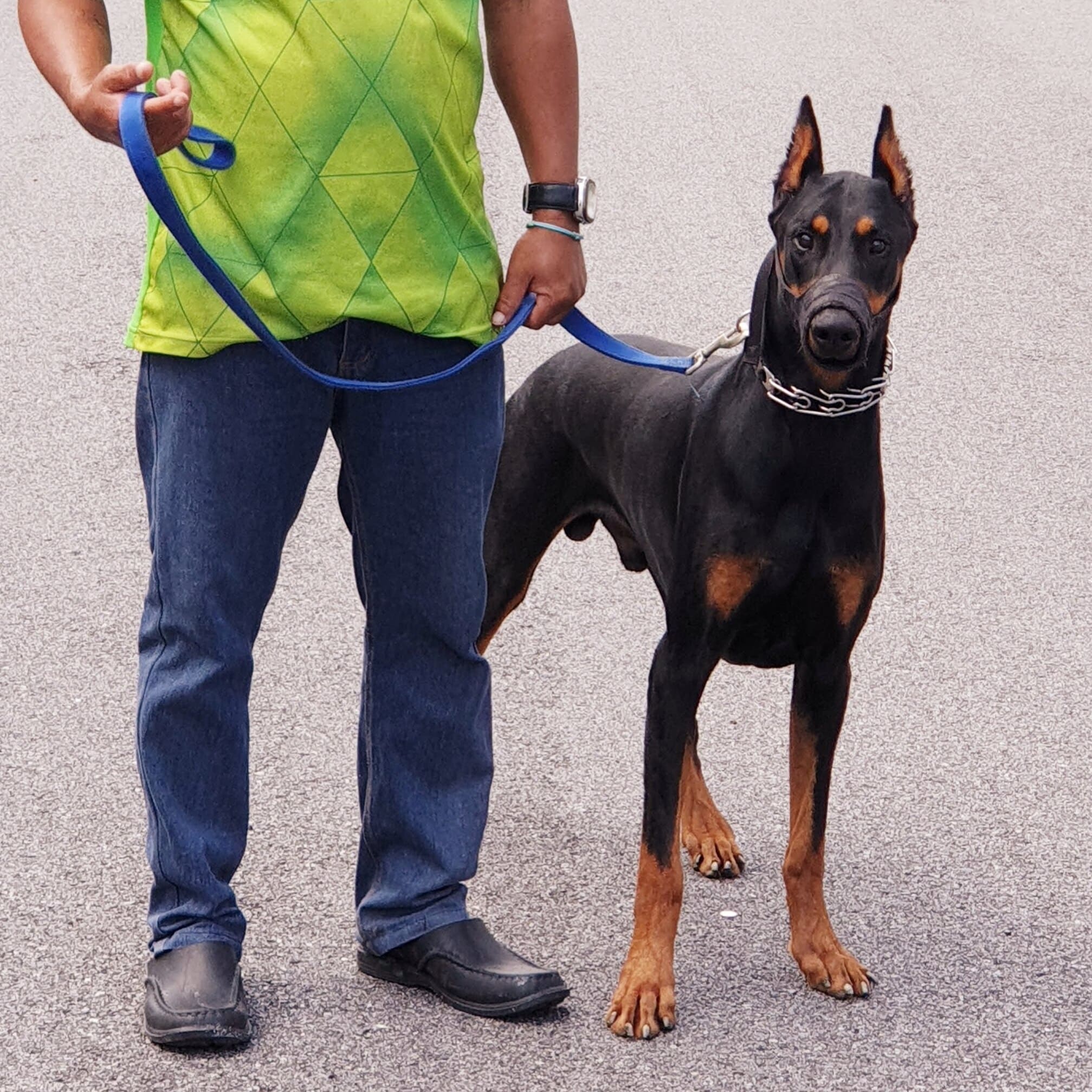 Protection and guard dog training