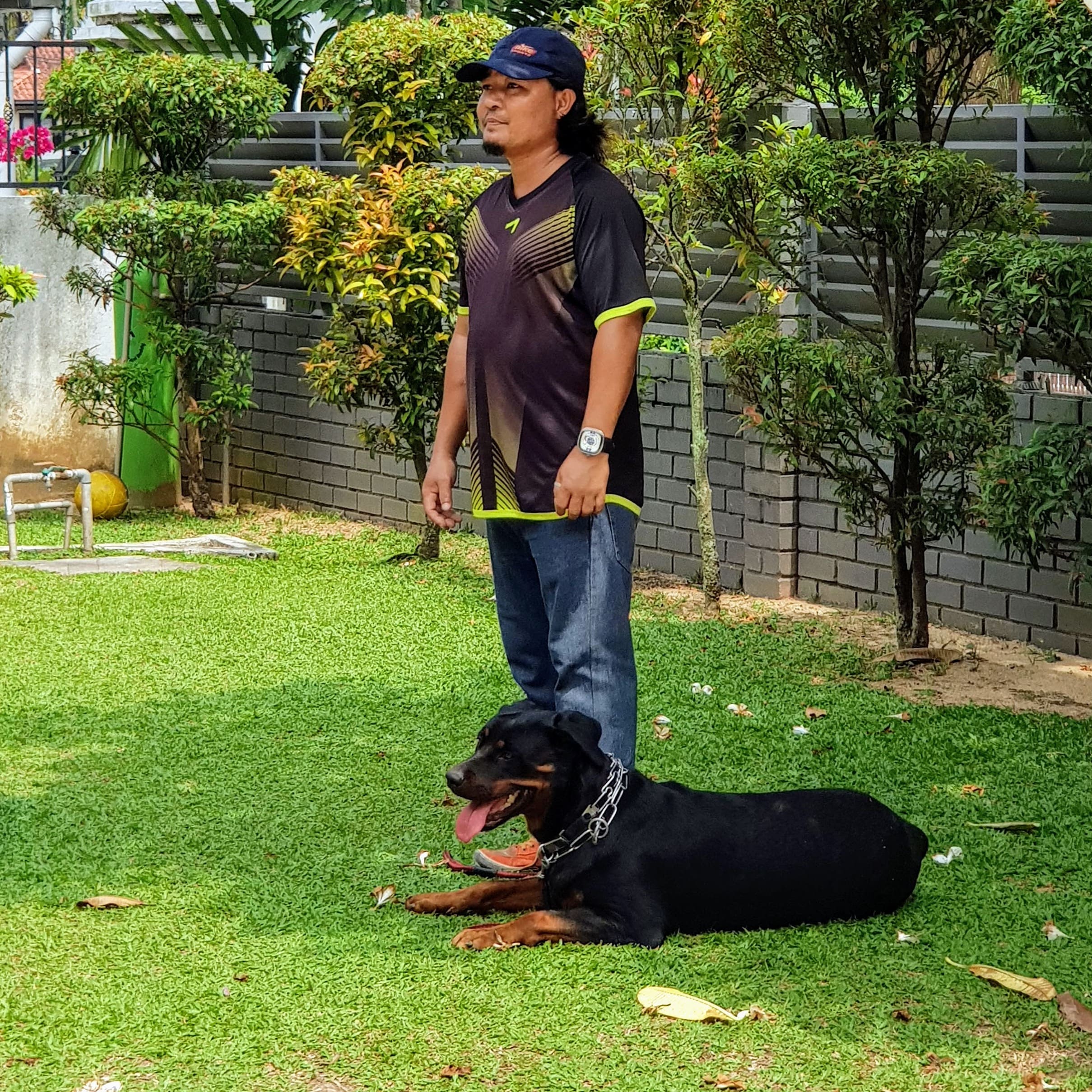 Dog obedience training