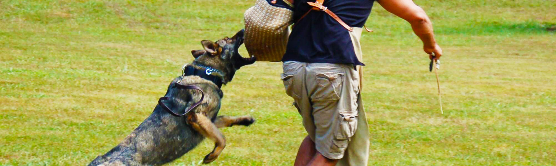 Obedience & Protection  Training