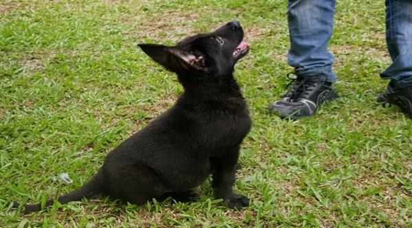 Solid Black German Shepherd Puppy
