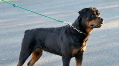 Trained Young Rottweiler Female