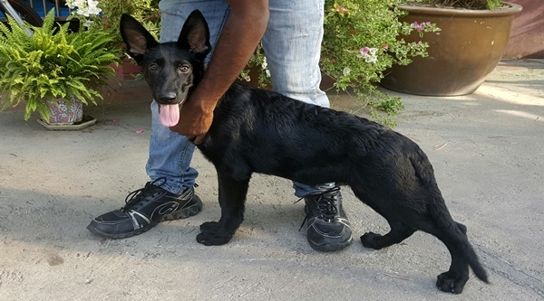 German Shepherd - Solid Pure Black Male Puppy