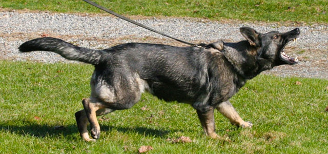 Buying A Trained Guard Or Protection Dog