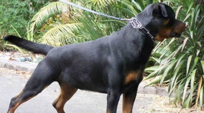 Impressive Young Rottweiler Female