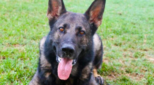 Excellent Working Line Female GSD